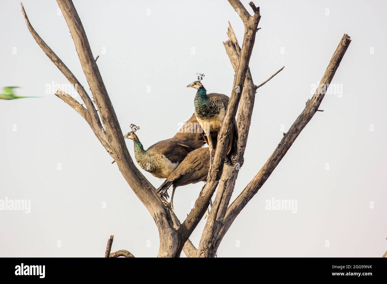 Closeup shot of Indian peafowls (Pavo cristatus) on a tree branch Keoladeo National Park, India Stock Photo