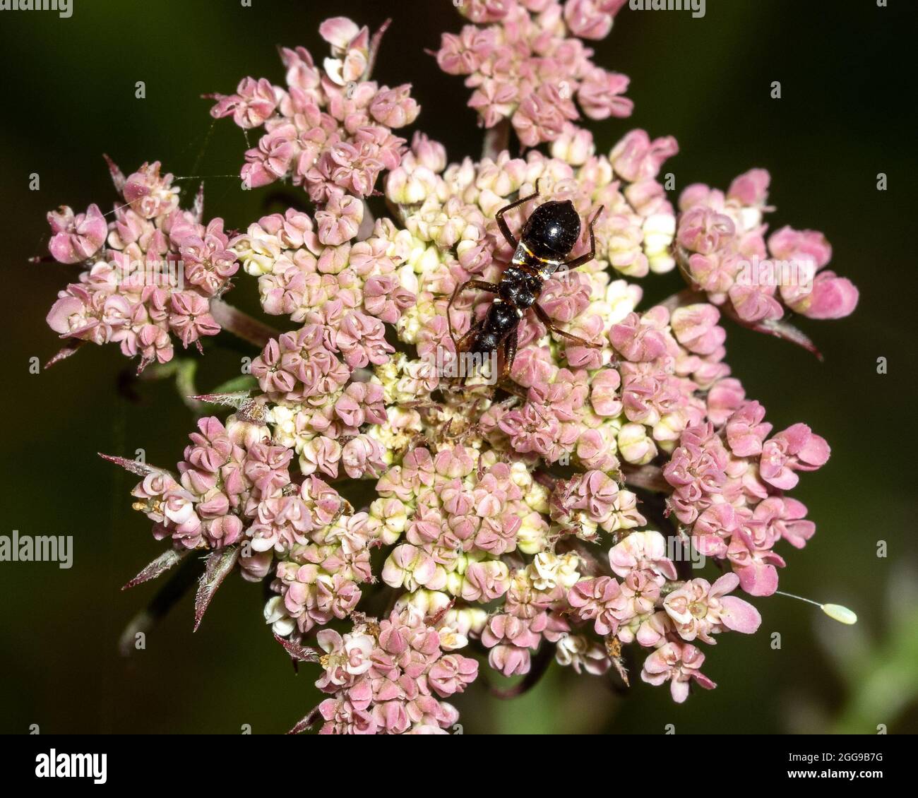 Sawfly species on pink flowers Stock Photo