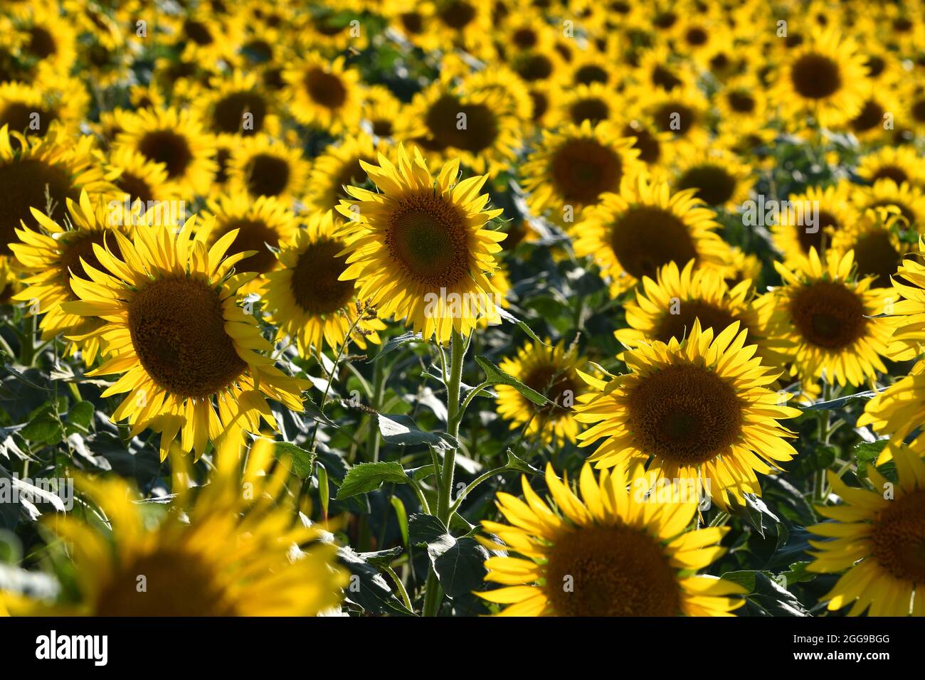 spectacular field of sunflowers in the Tuscan countryside Stock Photo ...