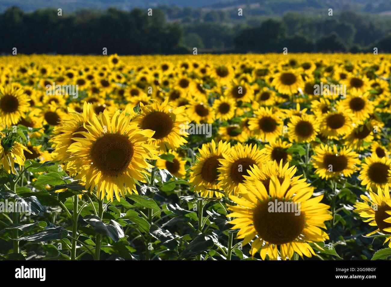 spectacular field of sunflowers in the Tuscan countryside Stock Photo ...