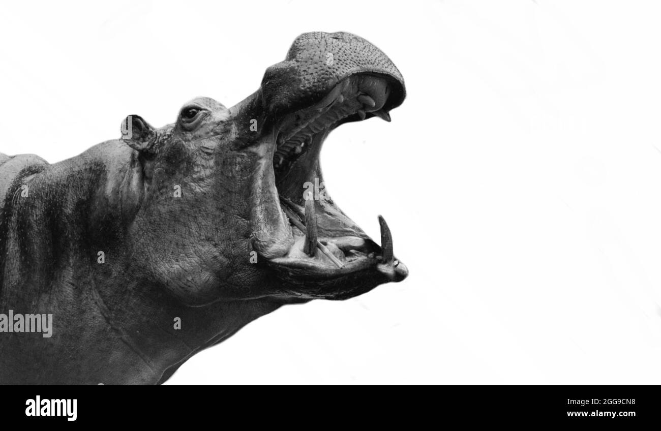 Angry Dangerous Hippopotamus Closeup Face In The White Background Stock Photo