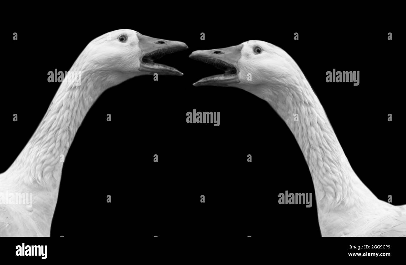 Two Angry Goose Fighting In The Black Background Stock Photo