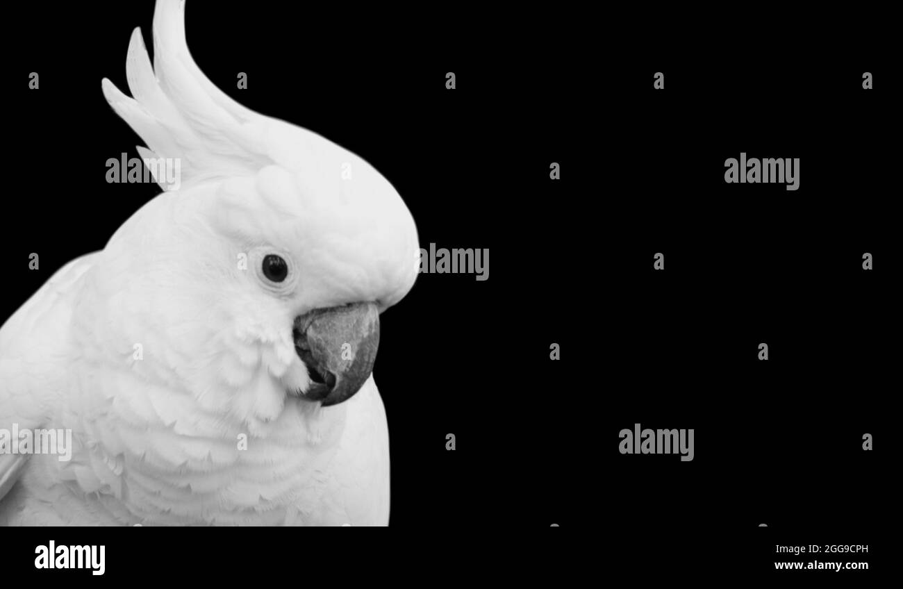 Beautiful White Parrot Closeup In The Black Background Stock Photo