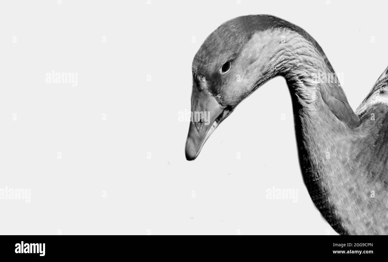Beautiful Sad Duck Closeup In The White Background Stock Photo