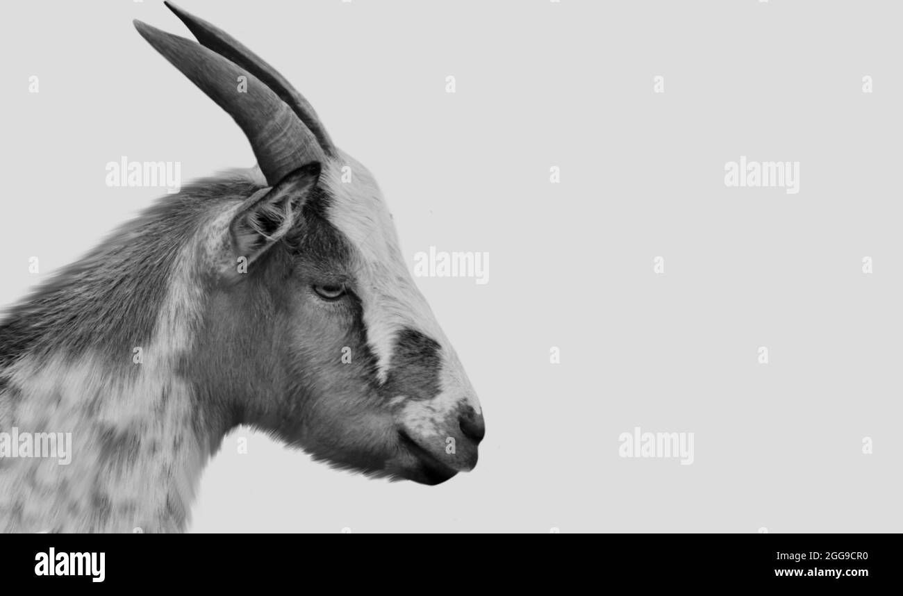 Black And White Goat Isolated In The White Background Stock Photo