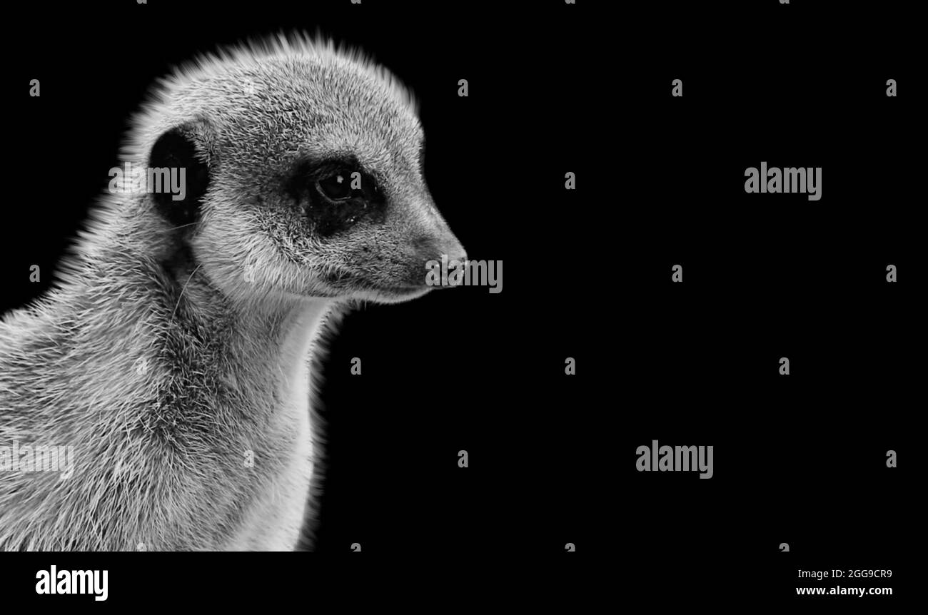 Cute Meerkat Closeup Face In The Black Background Stock Photo