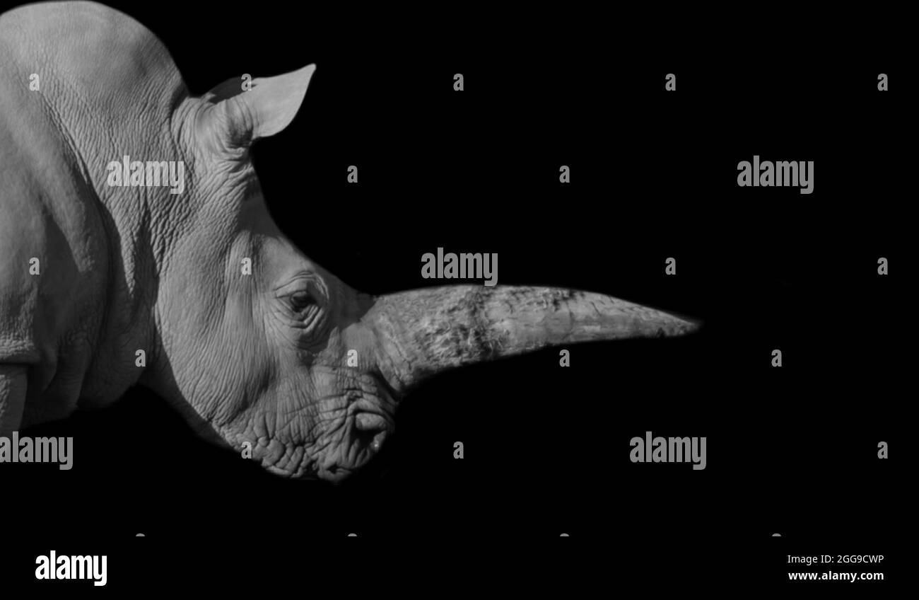 Heavy Black Rhino Closeup Face With Big Horn Stock Photo