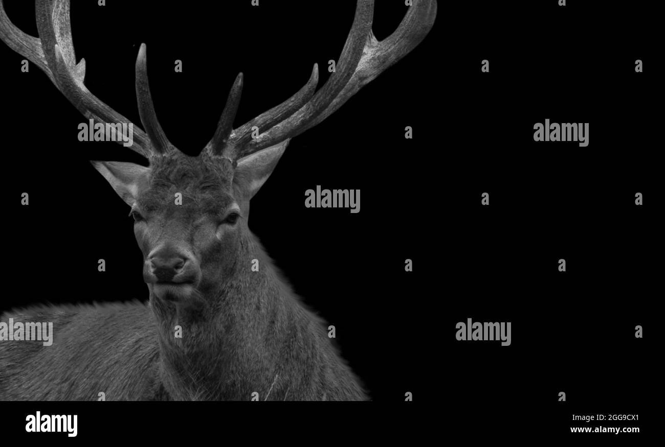 Long Antlers Male Deer Sitting In The Black Background Stock Photo