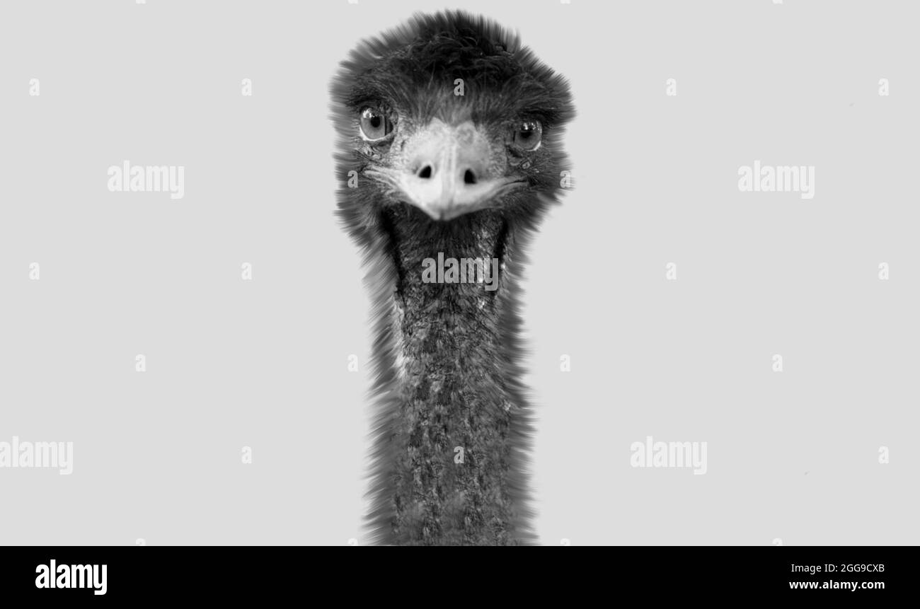 Cute Funny Emu Bird In The White Background Stock Photo