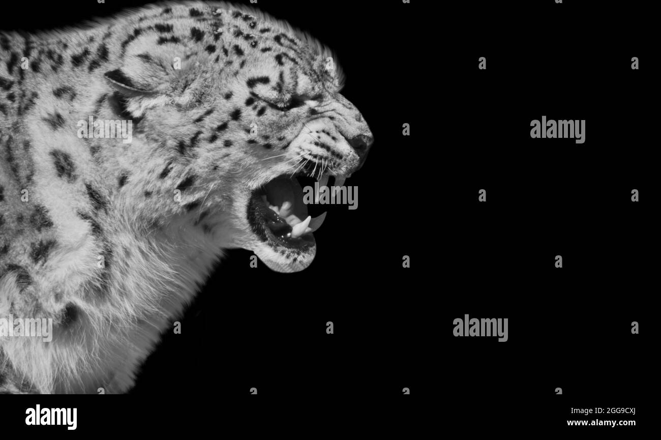 Angry Cheetah Roaring Face In The Black Background Stock Photo