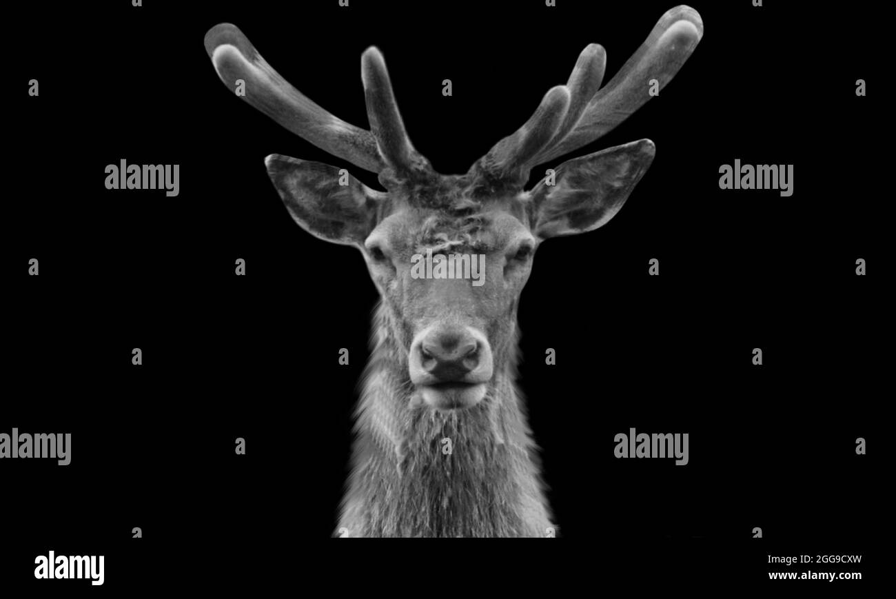 Black And White Portrait Deer In The Black Background Stock Photo