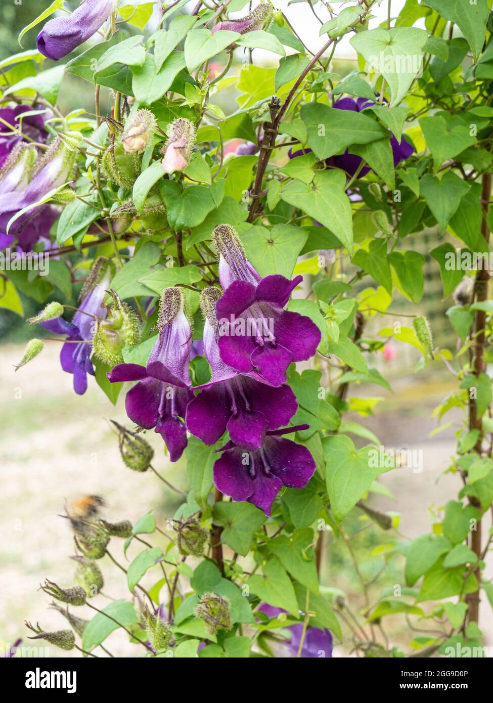 A group of the purple flowers of the climbing snapdragon Asarina scandens Stock Photo