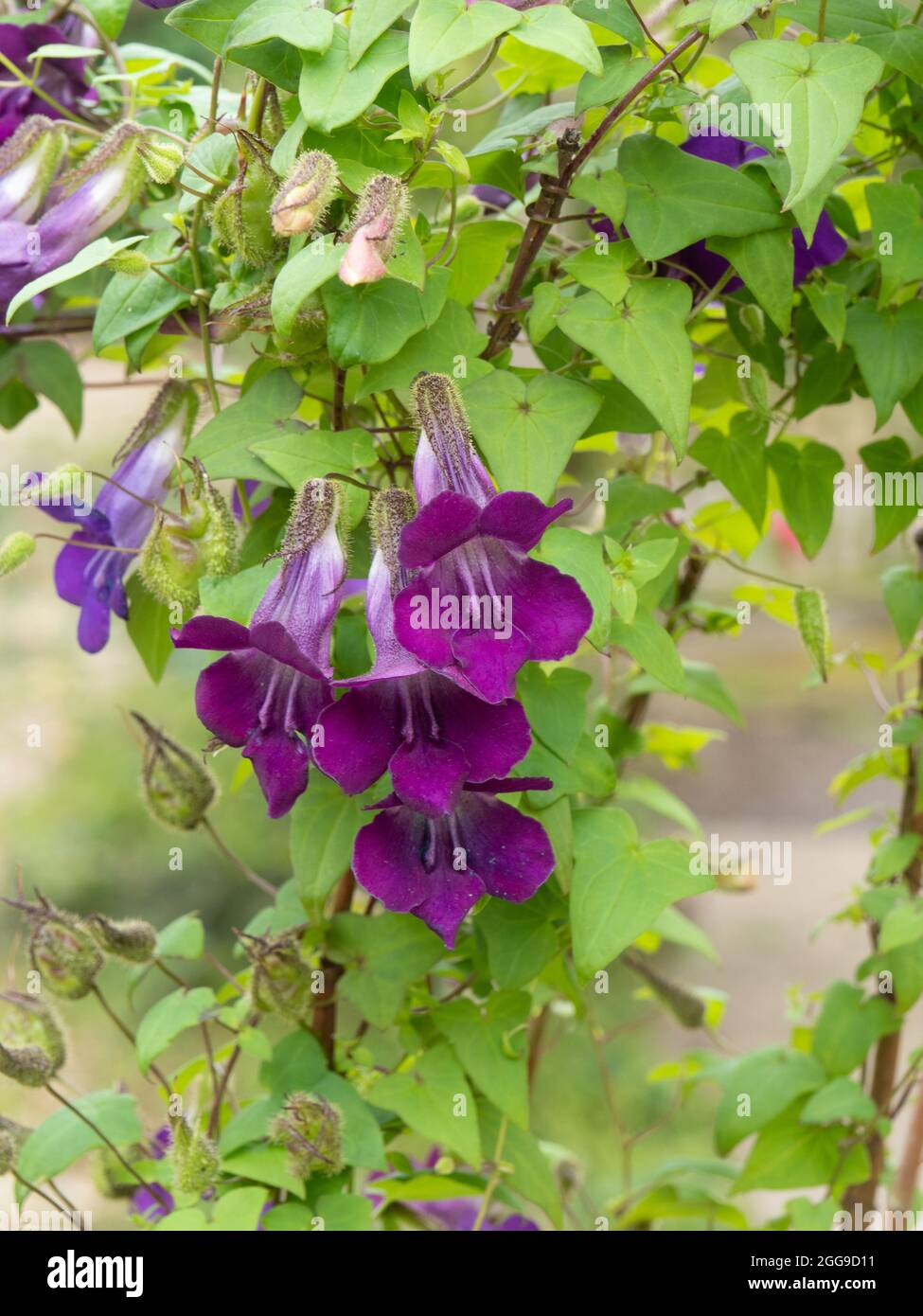 A group of the purple flowers of the climbing snapdragon Asarina scandens Stock Photo