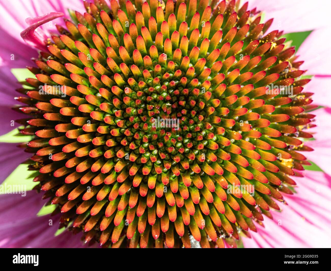 A close up of the centre of an Echinacea - cone flower showing the arrangement of florets in a Fibonacci spiral Stock Photo
