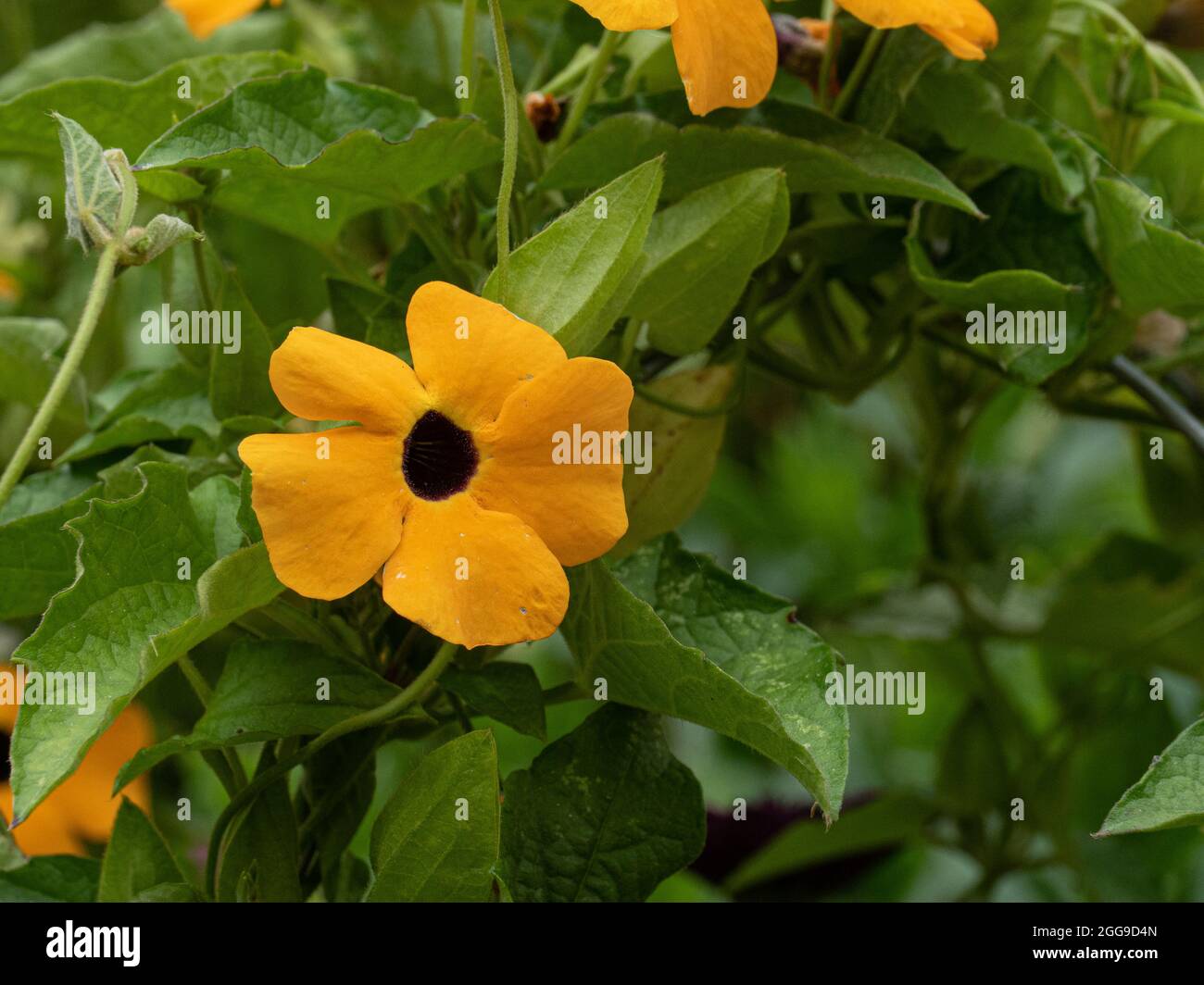 A close up of a yellow black centred flower of the annual climber Thunbergia alata - Black Eyed Susan Stock Photo