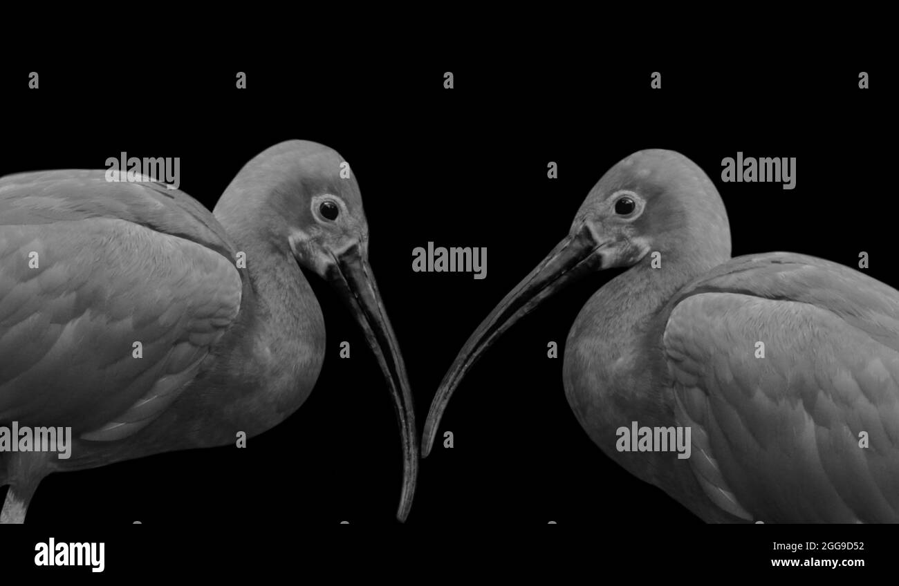 Two Ibis Closeup With Big Beak In The Black Background Stock Photo