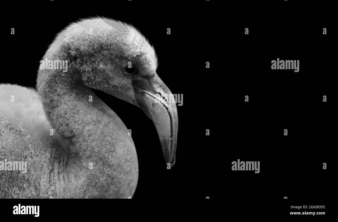 Black And White Flamingo Closeup Face In The Black Background Stock Photo