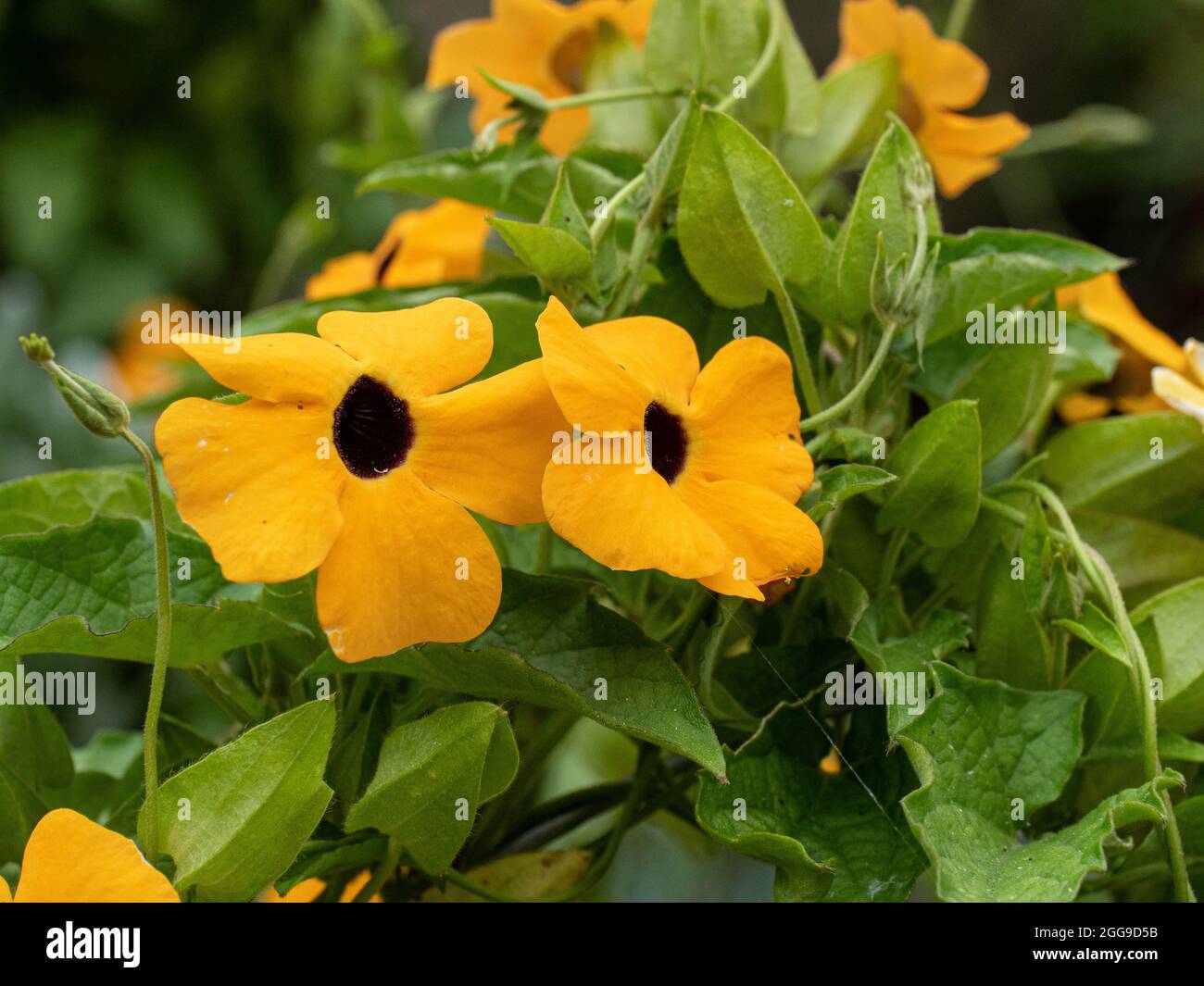 A group of the yellow flowers of the annual climber Thunbergia alata - Black Eyed Susan Stock Photo