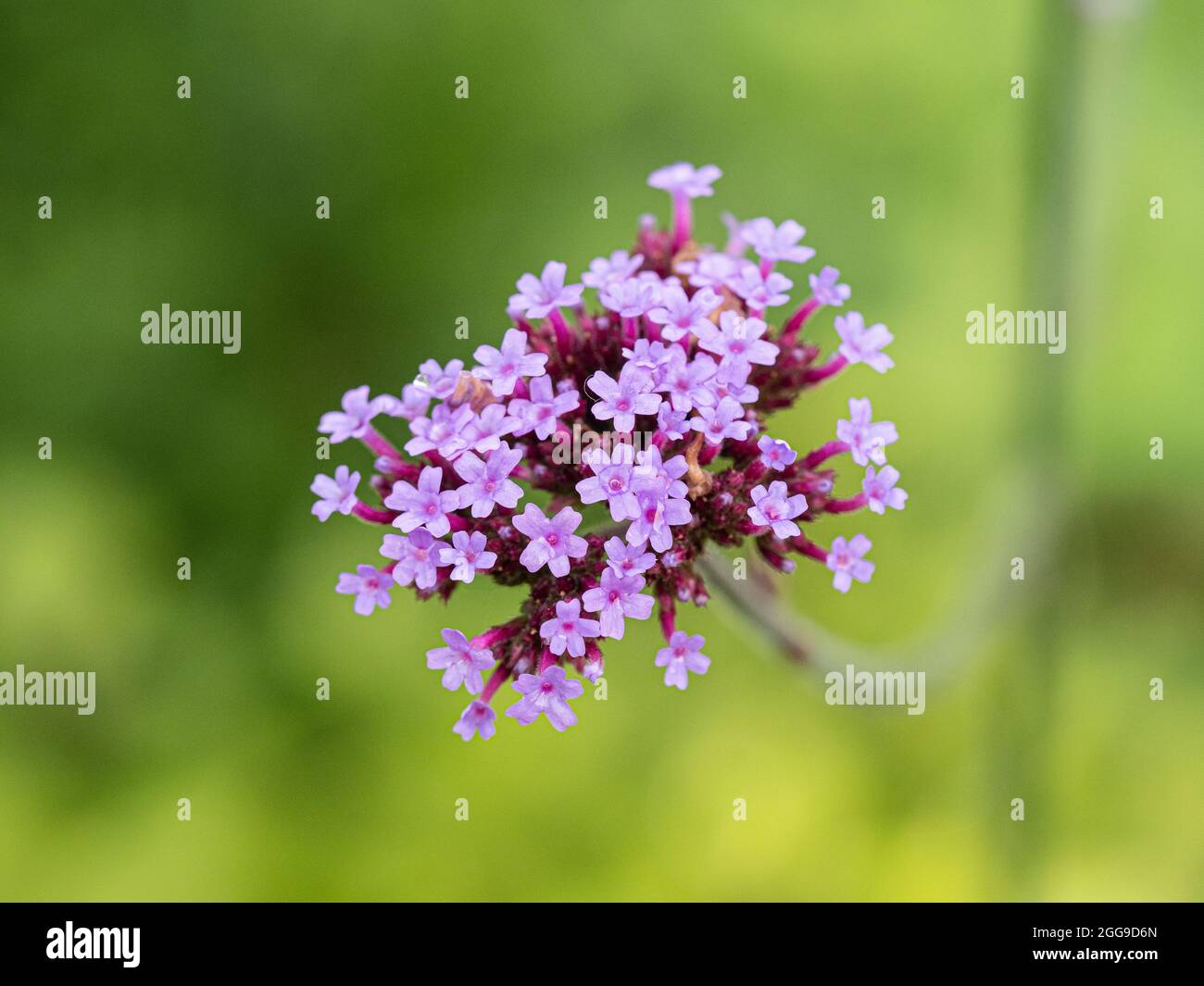 A close up of a flowerhead of Verbena bonariensis against an out of focus green foliage background Stock Photo