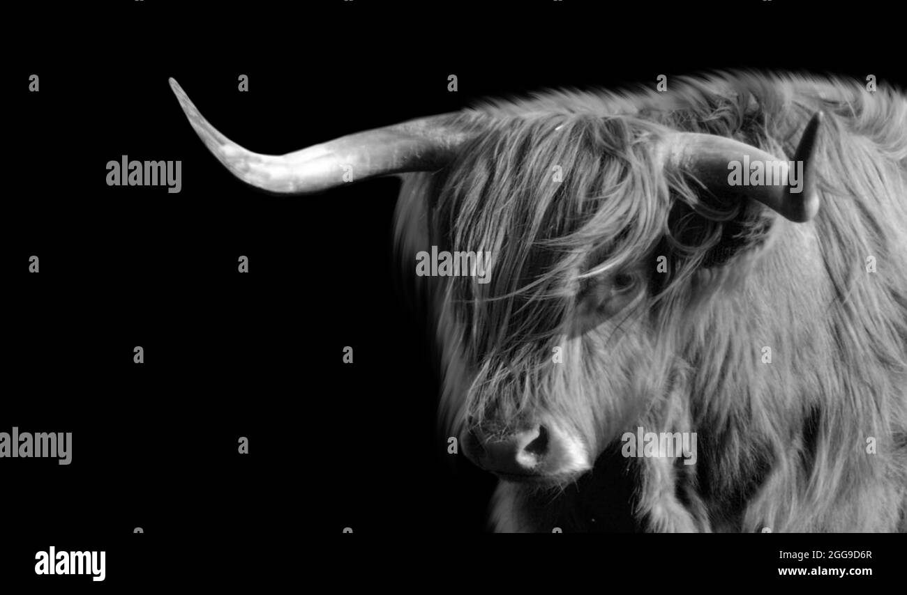 Big Horn Highland Cattle Closeup Face Stock Photo
