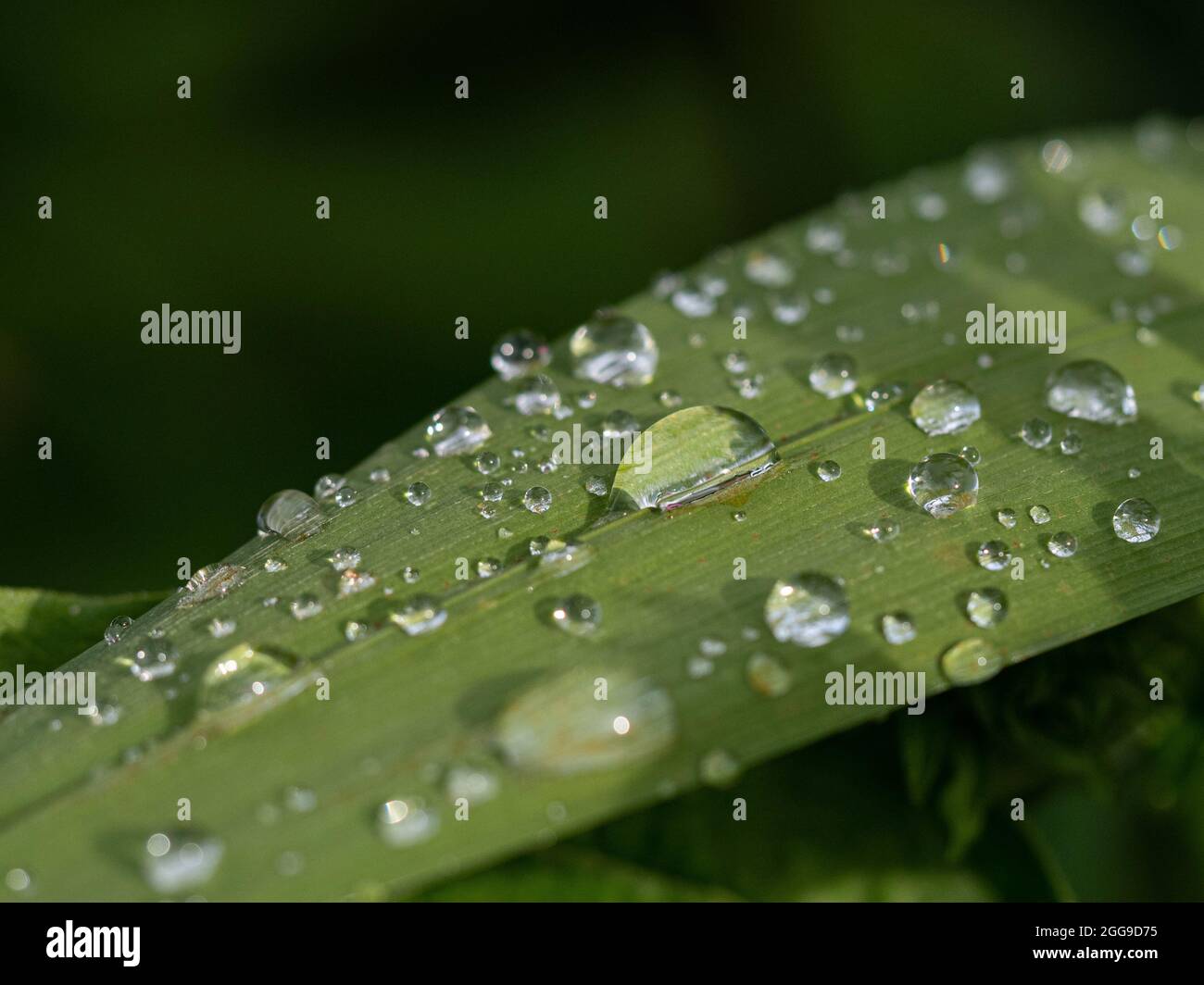 A close up of a group of water droplets on a Crocosmia leaf Stock Photo