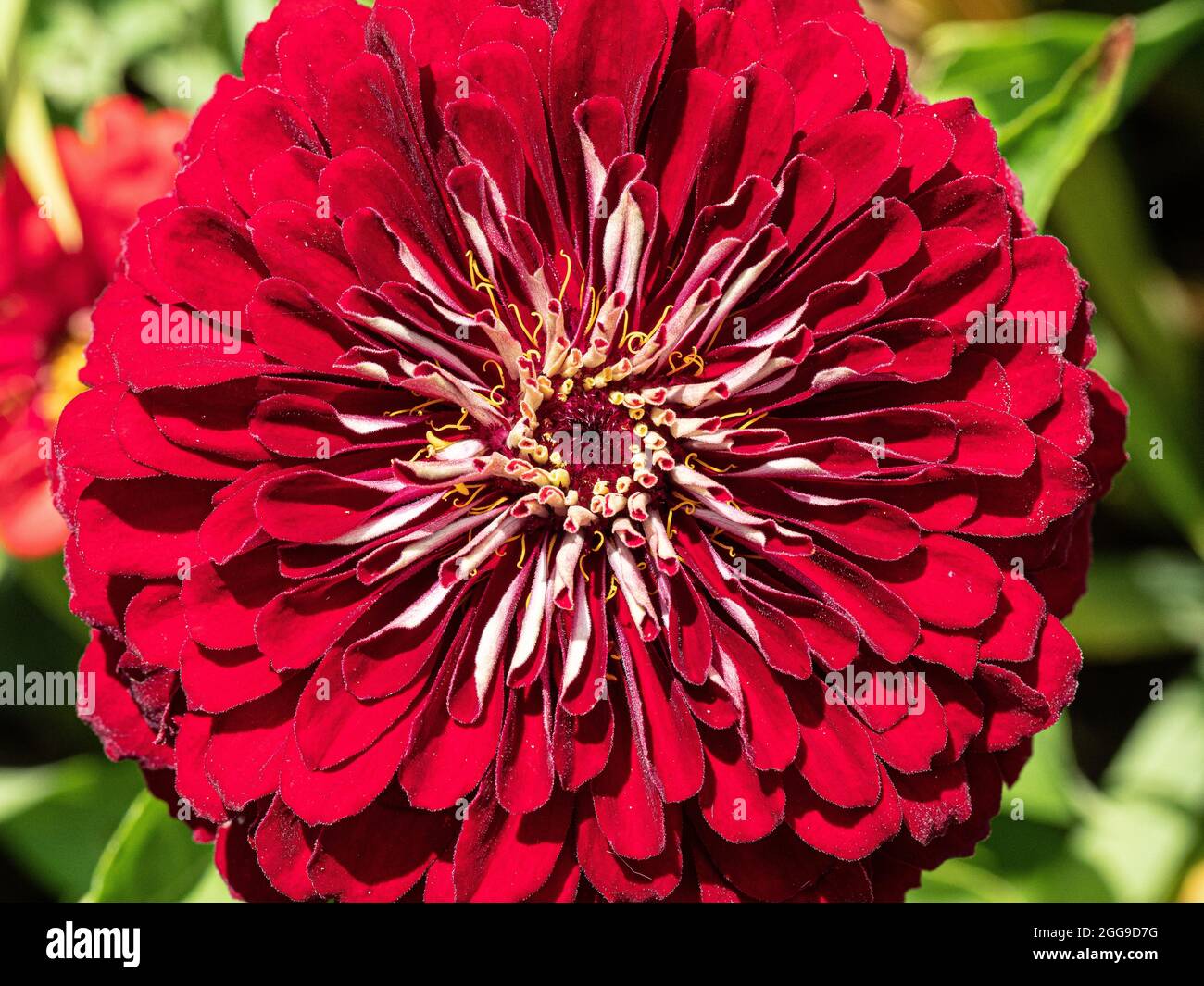 A close up of a single flower of the deep red Zinnia Florist F1 Deep Red Stock Photo