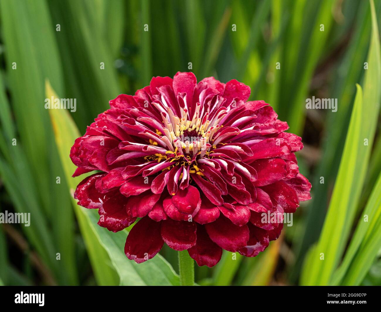 A close up of a single flower of the deep red Zinnia Florist F1 Deep Red Stock Photo