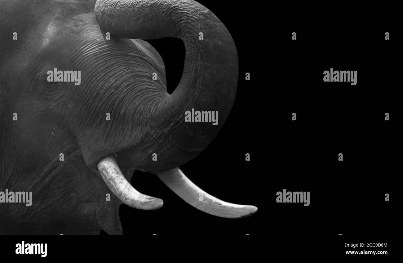 Angry Black And White Elephant Closeup Face In The Black Background Stock Photo