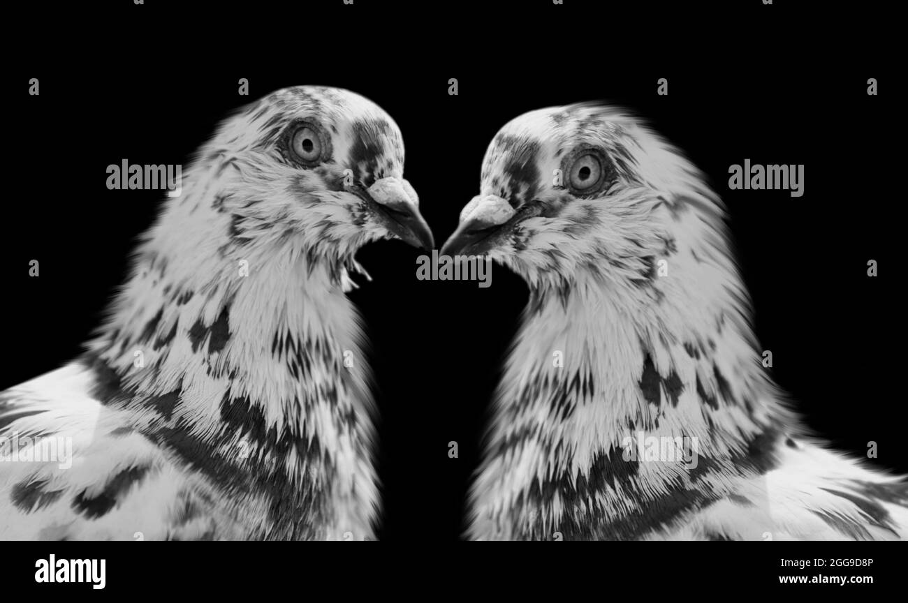 Two White Pigeon With Black Spots In The Black Background Stock Photo Alamy