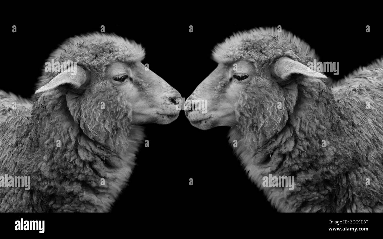 Two Cute Sheep Closeup In The Black Background Stock Photo