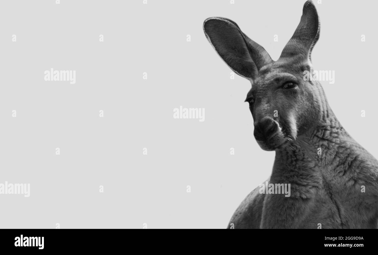 Funny Kangaroo Face In The White Background Stock Photo