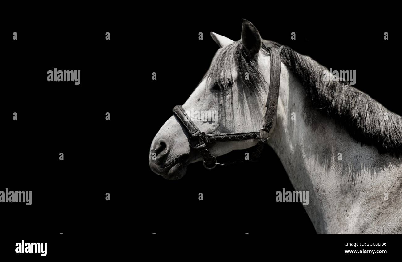 Beautiful Racing Horse Closeup Face In The Black Background Stock Photo