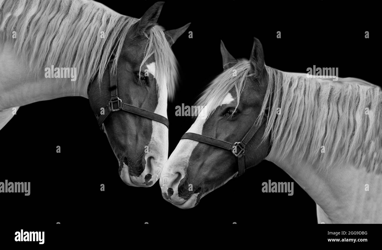 Beautiful Two Cute Horse Closeup Face Stock Photo