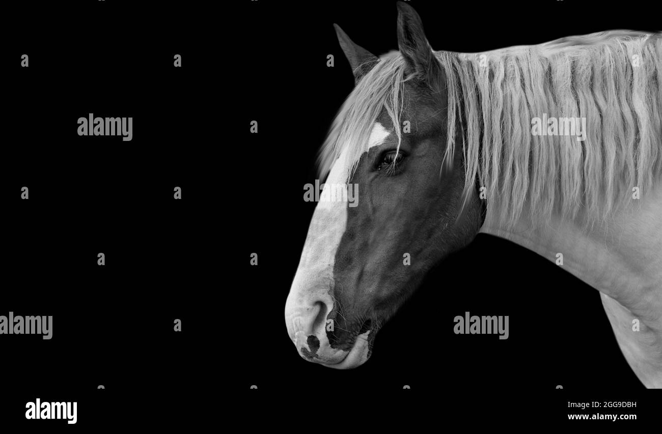 Beautiful Alone Horse In The Black Background Stock Photo