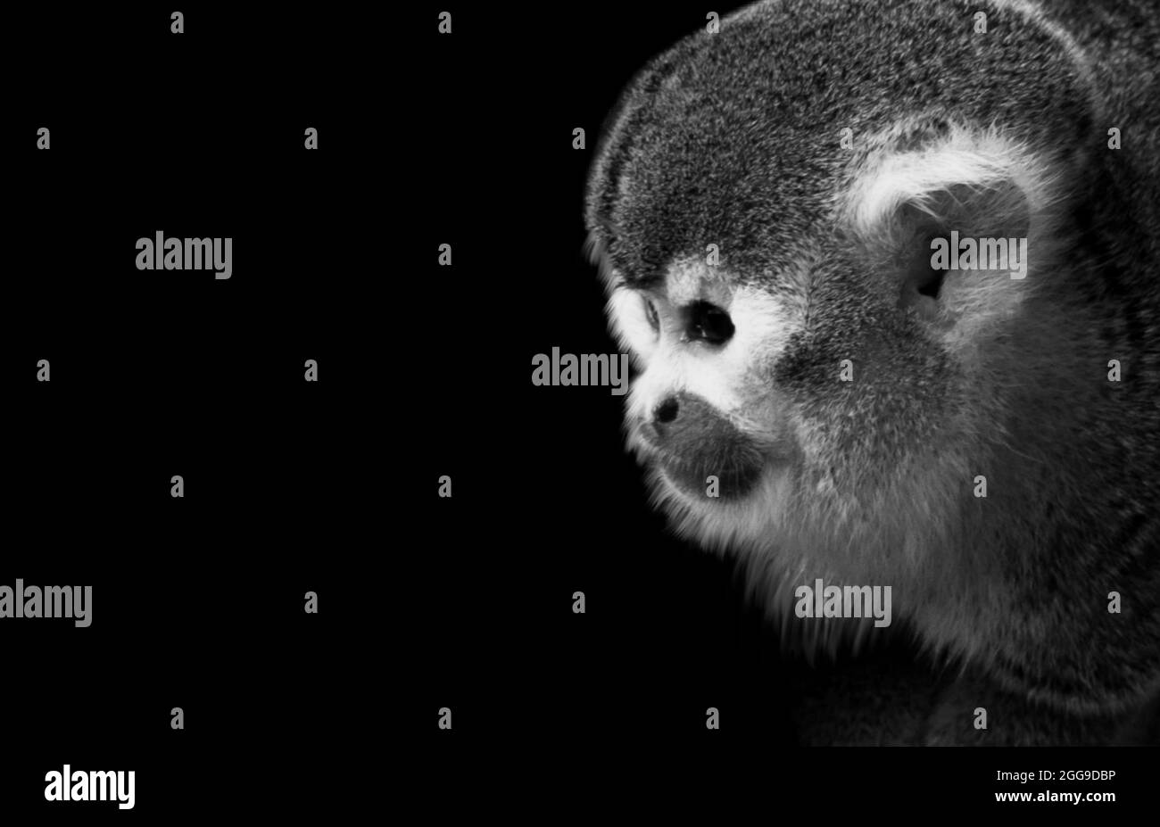 Cute Little Squirrel Monkey Closeup Face Stock Photo