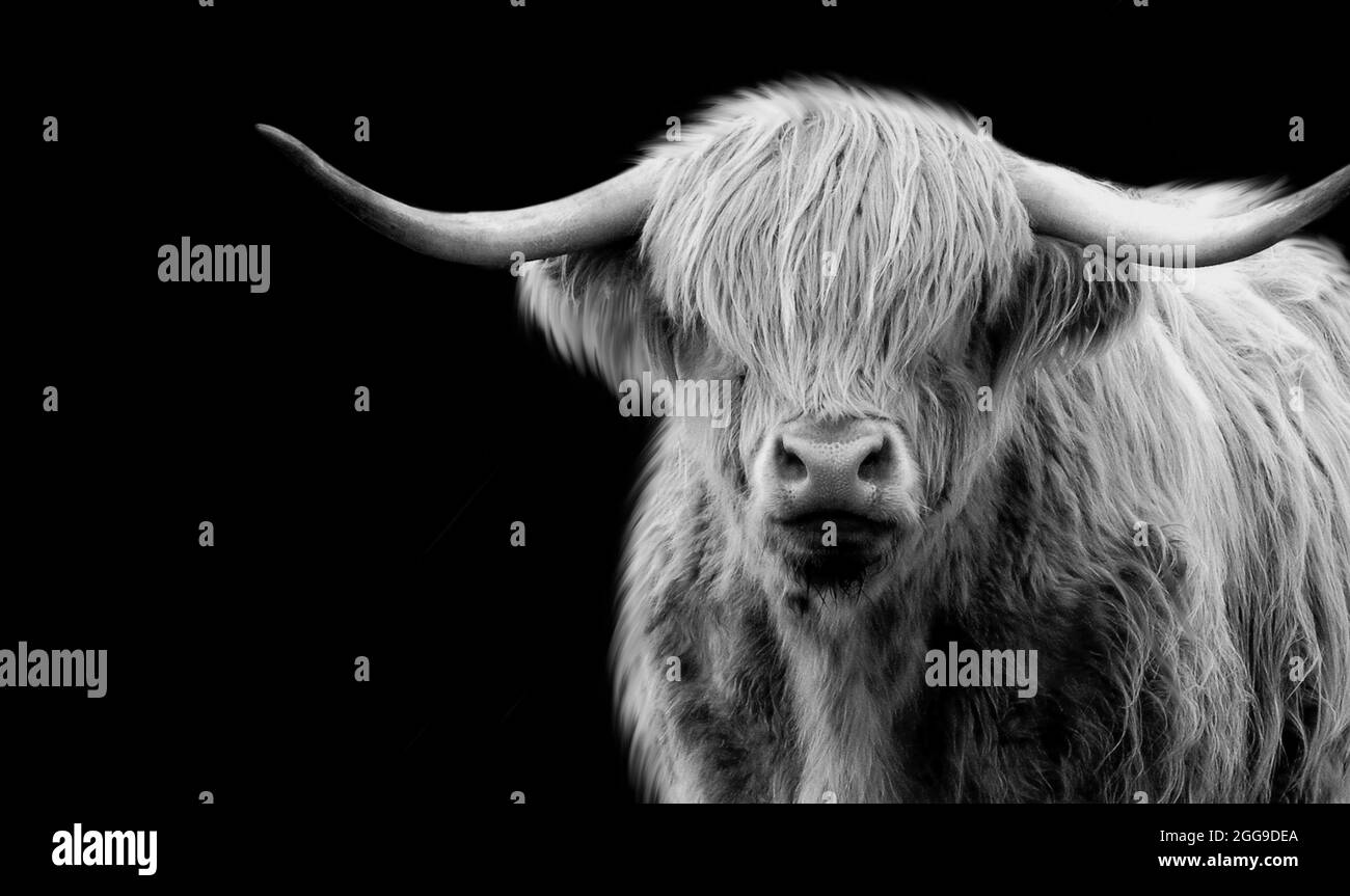 Portrait Highland Cattle With Big Hair Closeup Face In The Black Background Stock Photo