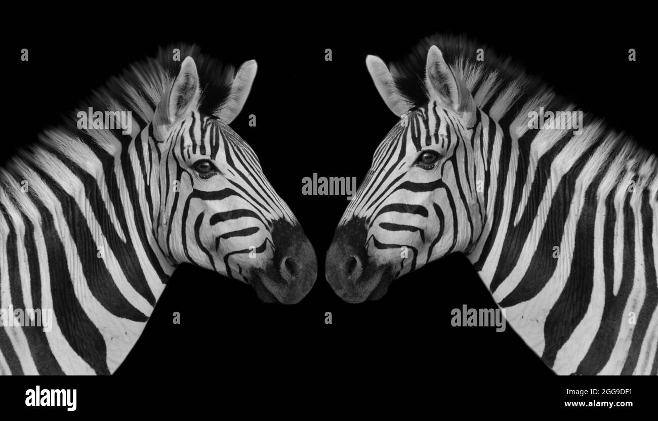 Two Portrait Zebra Closeup Face In The Black Background Stock Photo