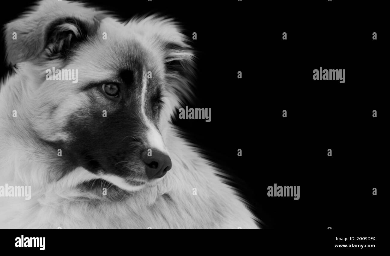 Cute Aidi Breed Dog Closeup Face In The Black Background Stock Photo