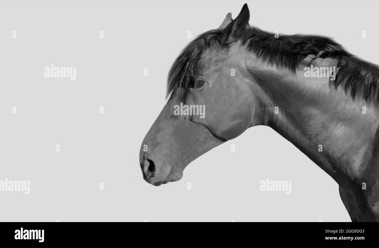 Black And White Portrait Horse Face In The Grey Background Stock Photo