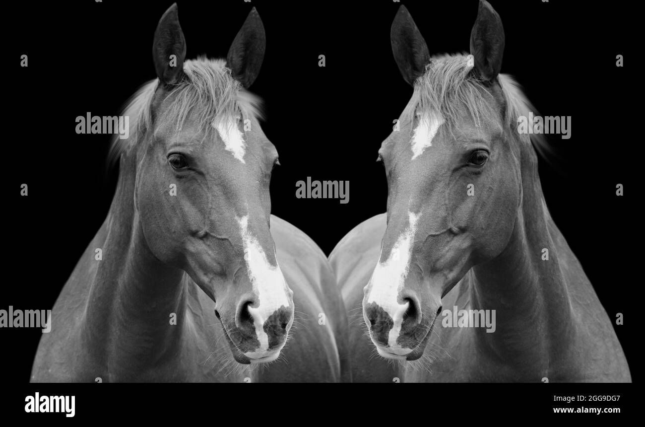 Two Horse Portrait In The Black Background Stock Photo