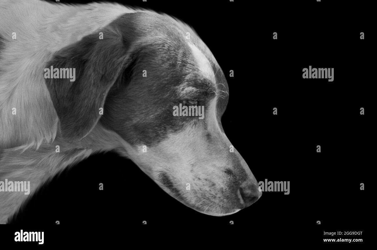 Sad Dog Closeup Face In The Black Background Stock Photo