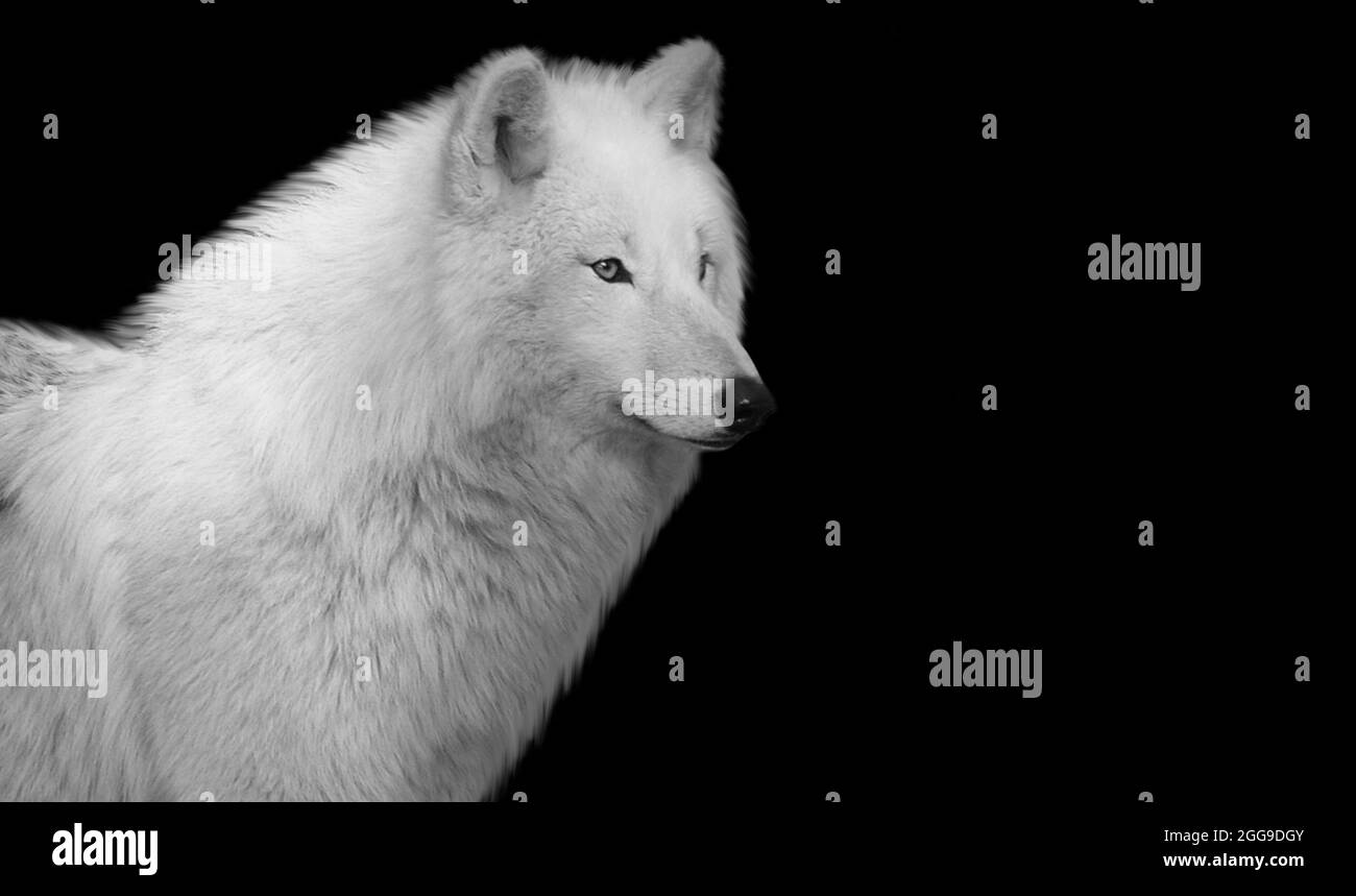 Amazing White Wolf Closeup Face In The Black Background Stock Photo