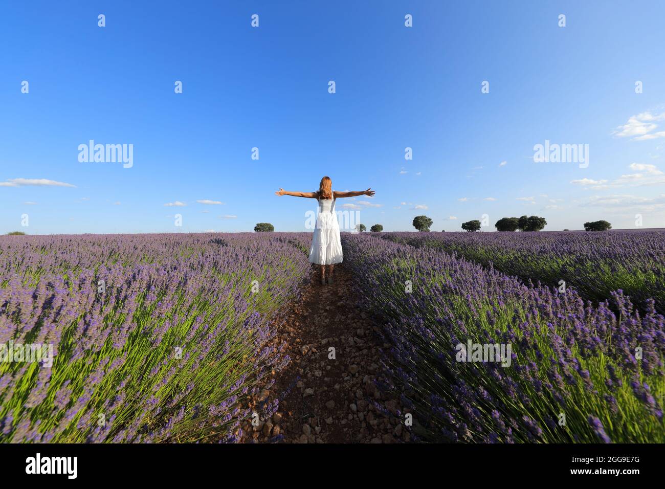 Woman wearing white dress celebrating outstretching arms in a lavender field Stock Photo