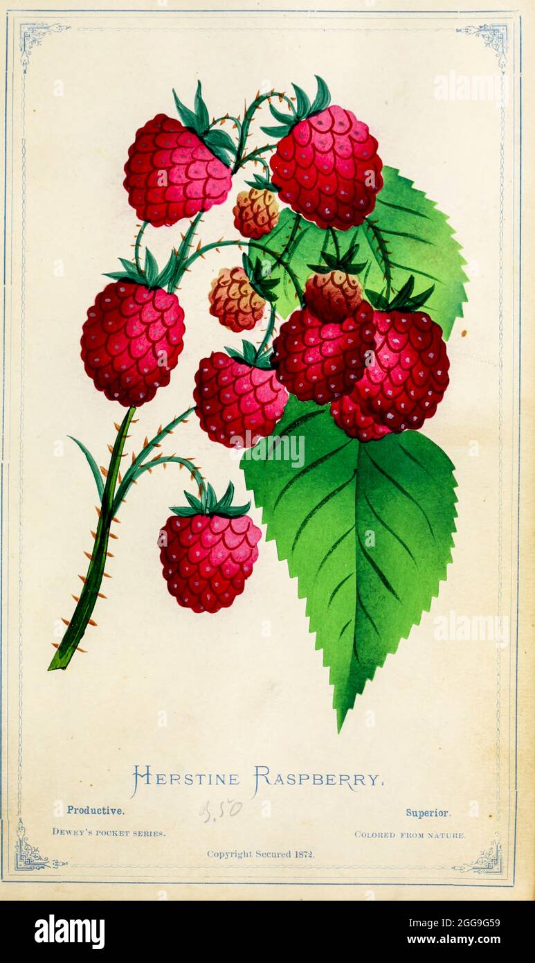 Herstine Raspberry from Dewey's Pocket Series ' The nurseryman's pocket specimen book : colored from nature : fruits, flowers, ornamental trees, shrubs, roses, &c by Dewey, D. M. (Dellon Marcus), 1819-1889, publisher; Mason, S.F Published in Rochester, NY by D.M. Dewey in 1872 Stock Photo