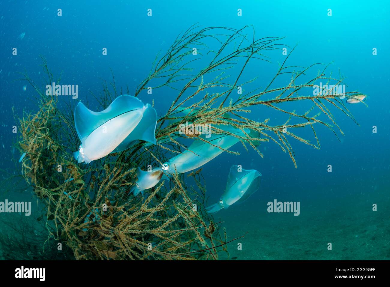 Bigfin Reef Squid Stock Photo - Alamy