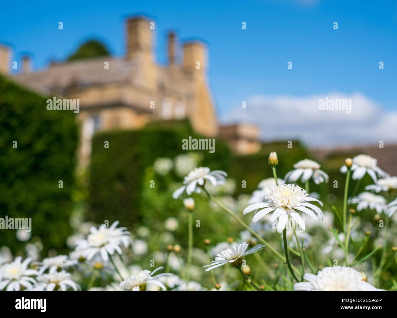 White Leucanthemum daisies growing at Bourton House Garden, Bourton-on-the-Hill in the Cotswolds, Gloucestershire. Boughton House in the background. Stock Photo