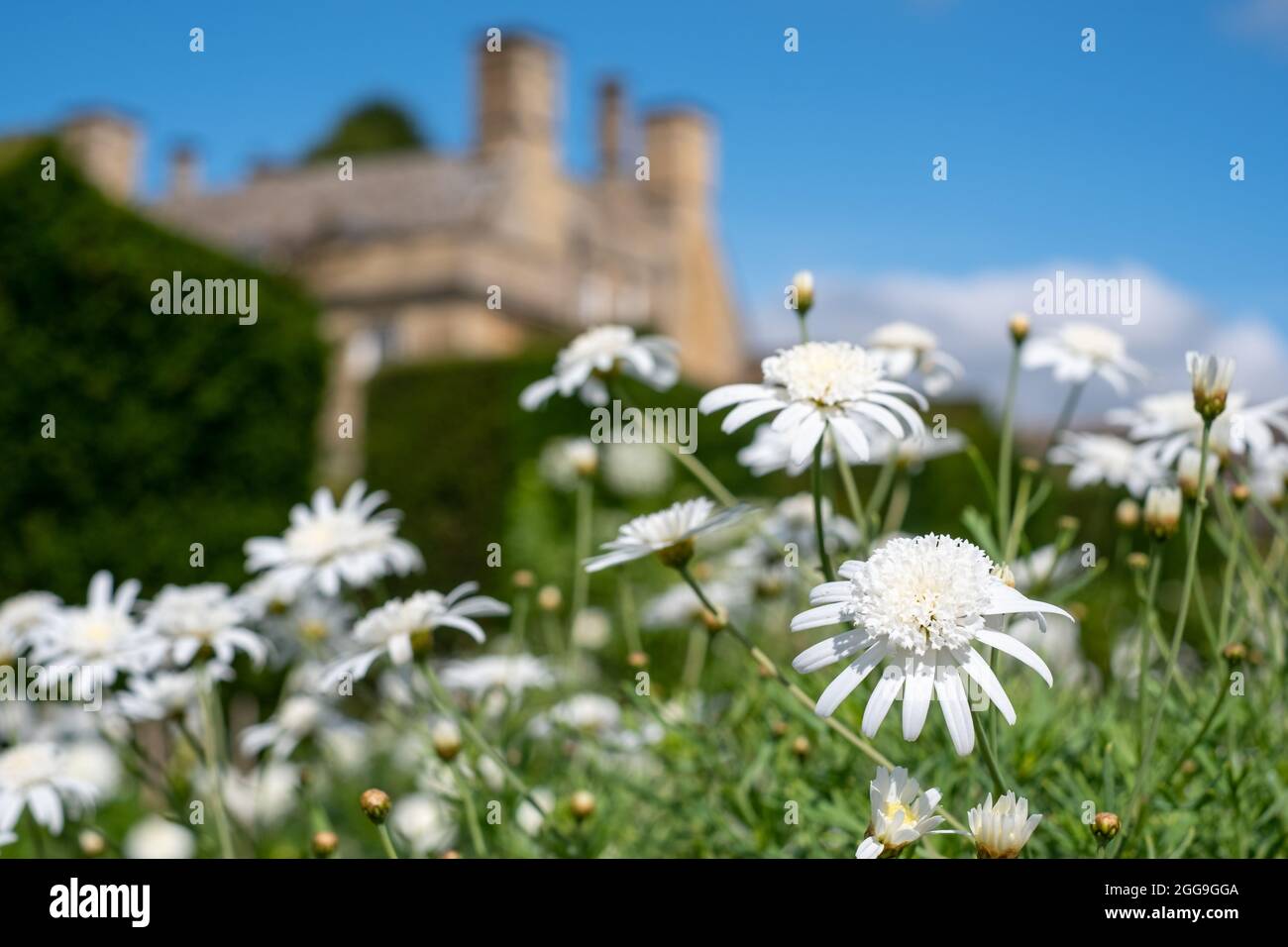 White Leucanthemum daisies growing at Bourton House Garden, Bourton-on-the-Hill in the Cotswolds, Gloucestershire. Boughton House in the background. Stock Photo