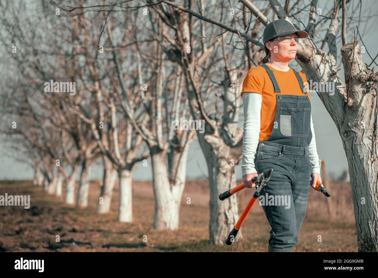 Female gardener posing with telescopic ratchet bypass lopper in walnut orchard ready for pruning on sunny spring day Stock Photo