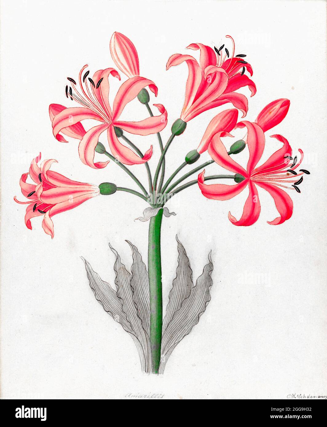 Amarillis [Boophone disticha] (1817) century plant or tumbleweed from a collection of ' Drawings of plants collected at Cape Town ' by Clemenz Heinrich, Wehdemann, 1762-1835 Collected and drawn in the Cape Colony, South Africa Stock Photo