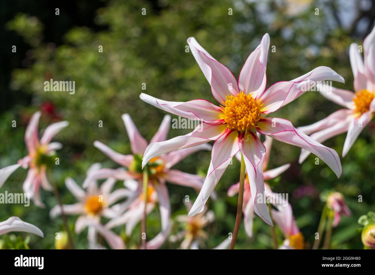Unusual star shaped flowers, Dahlia Honka Fragile, growing at Bourton House Garden, Bourton-on-the-Hill in the Cotswolds, Gloucestershire, UK. Stock Photo